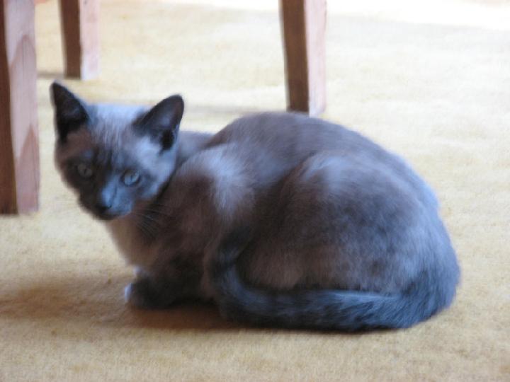 2007-04 Saphir 002.jpg